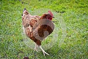 Rooster portrait with red hackles and wattles.