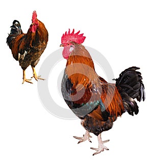 rooster, poultry, male hens, on a white background in isolation