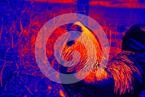 Rooster in the poultry yard thermal image
