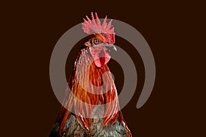 Rooster Profile 2