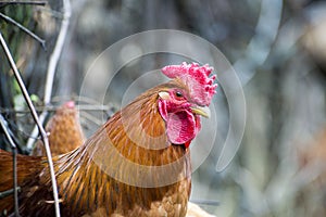 Rooster raised an a organic farm photo