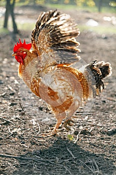A rooster raises his wings