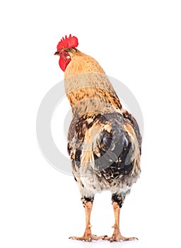 Rooster rear view. isolated on white background