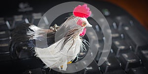 Rooster with red comb on the computer keyboard