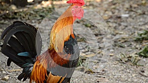 Rooster with red crest singing, cockcrow