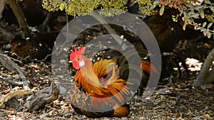 Rooster with red crest sitting in hen house