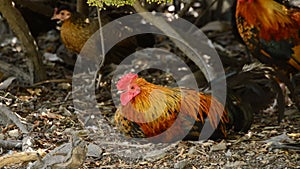 Rooster with red crest sitting in hen house