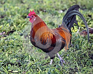 Rooster