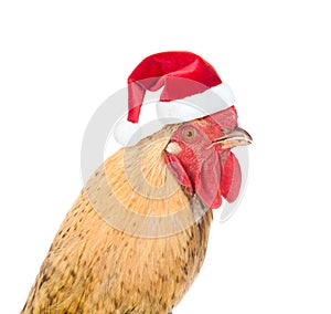 Rooster in red santa hat - a symbol of the Chinese New Year 2017. Isolated on white background