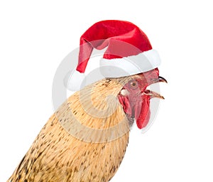 Rooster in red santa hat - a symbol of the Chinese New Year 2017. Isolated on white background