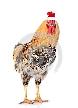 Rooster in red santa hat - a symbol of the Chinese New Year 2017. Isolated on white background