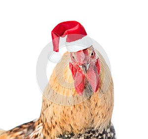 Rooster in red santa hat - a symbol of the Chinese New Year 2017. Isolated on white background