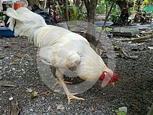 Rooster are rummage for food photo