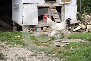 Rooster running across a country court