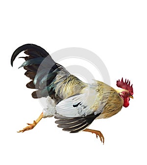 Rooster Running