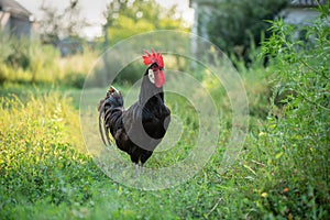 Rooster in a rural courtyard. Selective focus