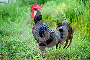 Rooster in a rural courtyard. Selective focus