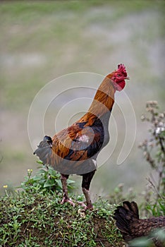 Rooster in Sa Pa valley in Vietnam