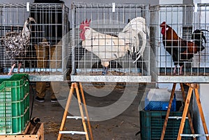 Rooster for sale on famous farmers market in Sineu, Majorca