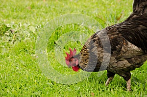 Rooster searching for food.