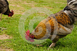 Rooster searching for food.