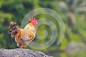 Rooster Series 1
