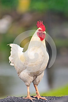 Rooster Series 2