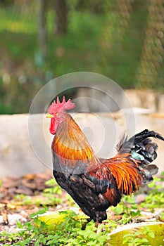 Rooster Series 4