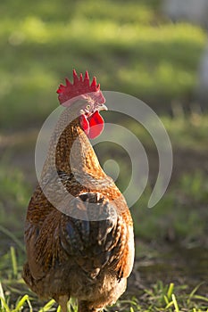 Rooster side profile at sunrise