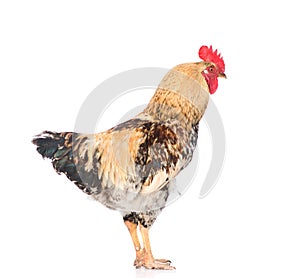 Rooster in side view. isolated on white background