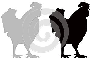 Rooster silhouette - cockerel or cock, is a male gallinaceous bird