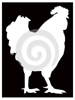 Rooster silhouette - cockerel or cock, is a male gallinaceous bird