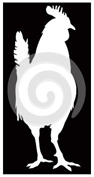 Rooster silhouette - cockerel or cock, is a male gallinaceous bird