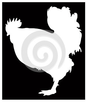 Rooster silhouette - cockerel or cock, is a male gallinaceous bird