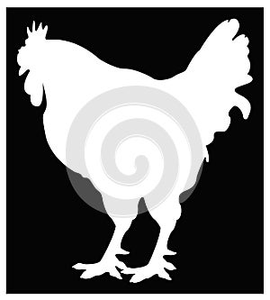 Rooster silhouette - cockerel or cock, is a male gallinaceous bird