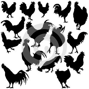 Rooster Silhouettes photo