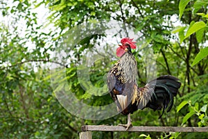 Rooster Sing