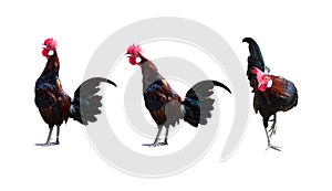 Rooster singing - on a grass