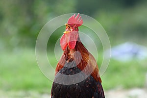 Rooster singing in the morning