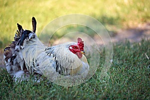 Rooster sitting in the grass.