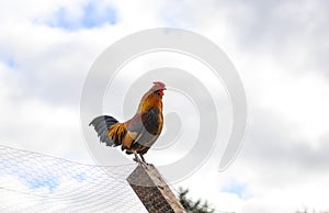 Rooster sitting on a tall fence in front of a cloudy sky