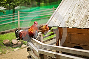 Rooster sitting on the wooden pole with hen near their home in farm. Selective focus