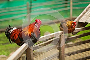 Rooster sitting on the wooden pole with hen near their home in farm. Selective focus