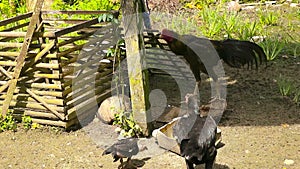 The rooster is snatching food from the hen