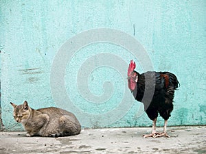 Rooster sneaking up on a sleeping cat photo