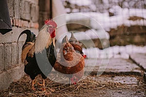 A rooster in the snow near the forest. Close-up with a domestic birds at the farm sitting with his chickens in the garden