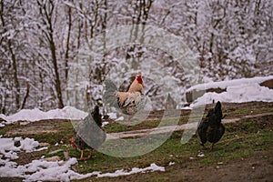 A rooster in the snow near the forest. Close-up with a domestic birds at the farm sitting with his chickens in the garden