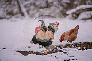 A rooster in the snow near the forest. Close-up with a domestic birds at the farm sitting with his chickens in the garden