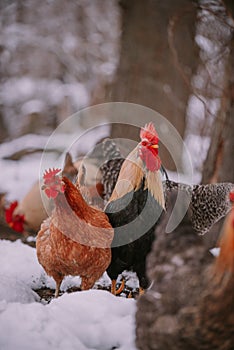 A rooster in the snow near the forest. Close-up with a domestic birds at the farm sitting with his chickens in the garden