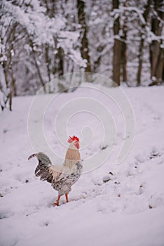 A rooster in the snow near the forest. Close-up with a domestic birds at the farm sitting with his chickens in the garden